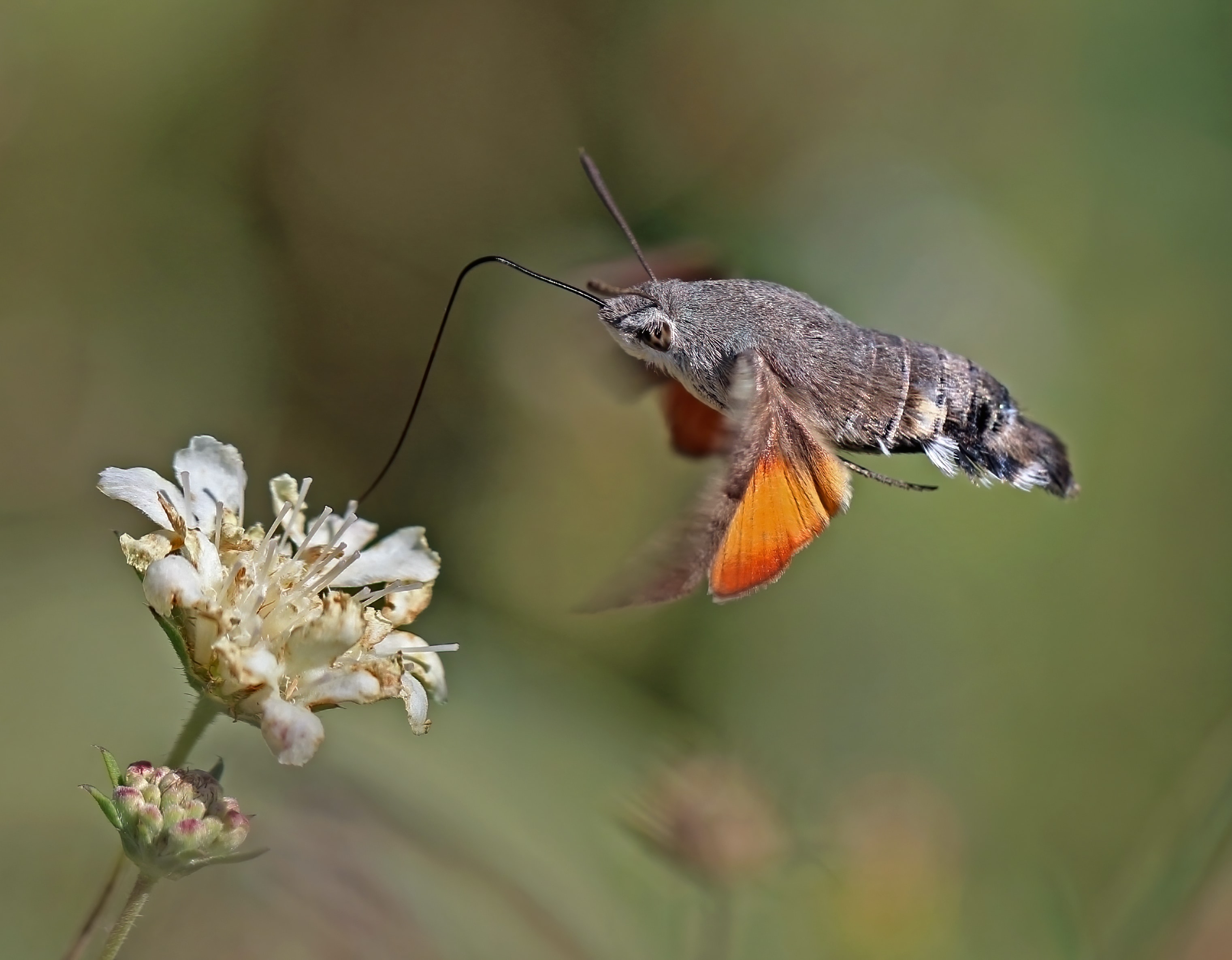 Hummingbird_hawk_moth_(Macroglossum_stellatarum)_in_flight